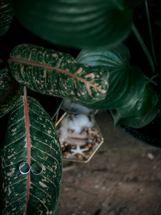 a couple of wedding rings sitting on top of a plant, inspired by Elsa Bleda, biodome, 33mm photograph, multiple stories, tropical houseplants