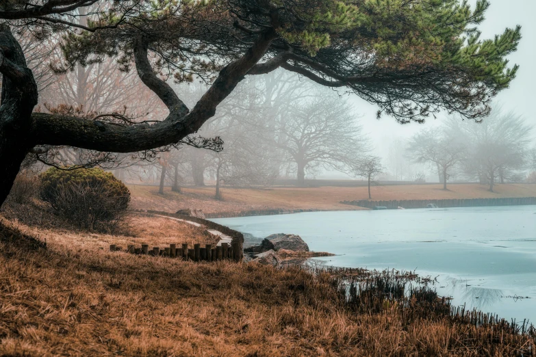 a tree that is next to a body of water, a matte painting, by Gang Se-hwang, unsplash contest winner, foggy day outside, parks and gardens, maritime pine, cottagecore