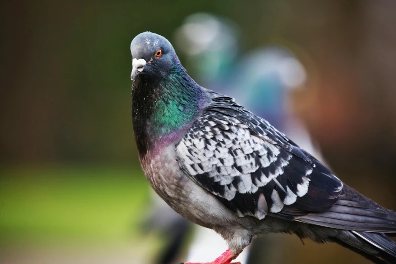 a close up of a pigeon on a bench, on a pedestal, walking, facing the camera, multicoloured