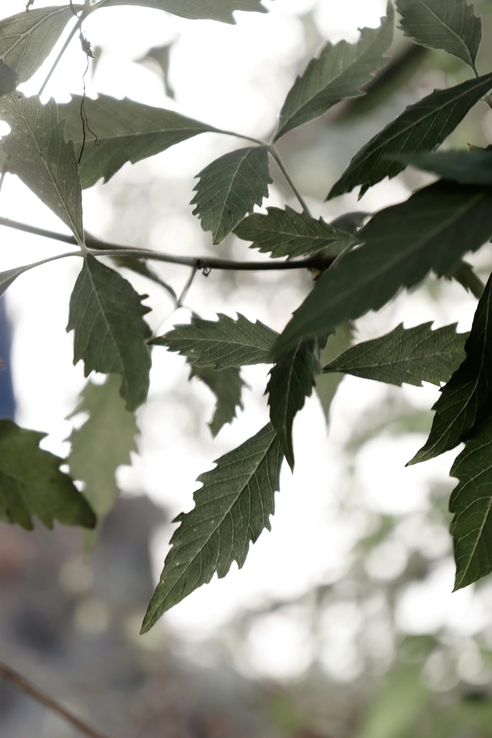 a close up of a bird on a tree branch, an album cover, hurufiyya, cannabis leaves, a pale skin, photographed for reuters, walking down