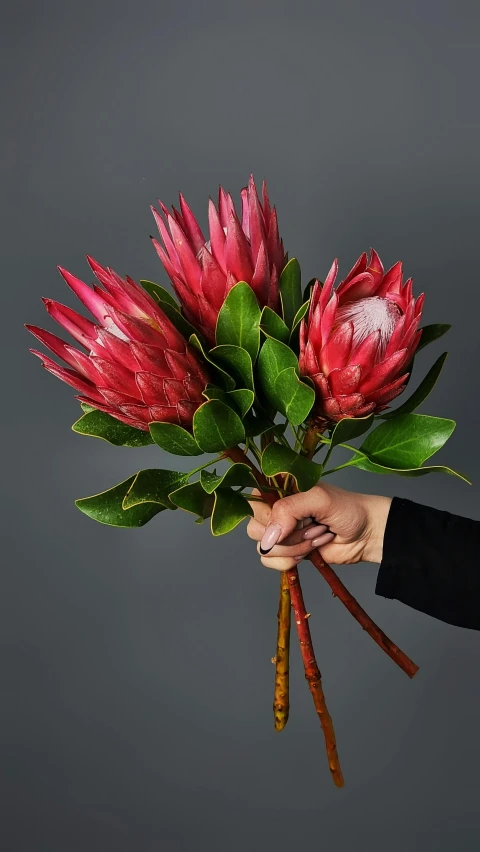 a person holding a bunch of red flowers, spiky, magnolia goliath head ornaments, vibrant colour, on a dark background