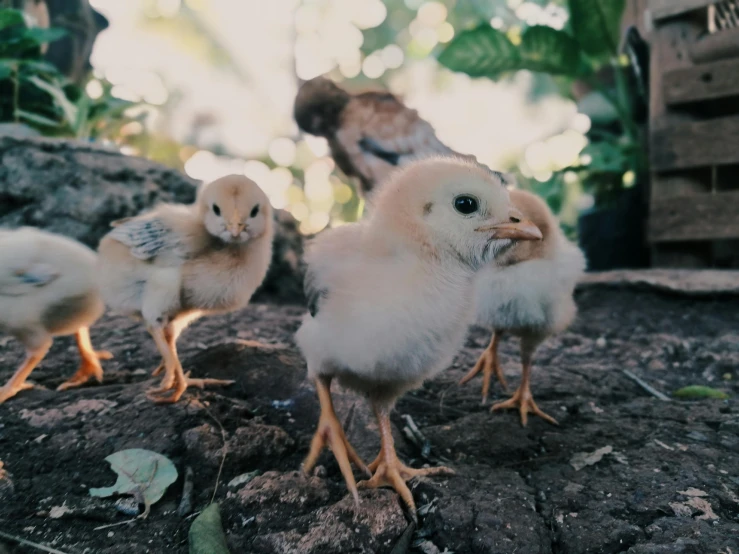 a group of small chickens standing next to each other, unsplash, te pae, pov photo, around tree babies running, gif