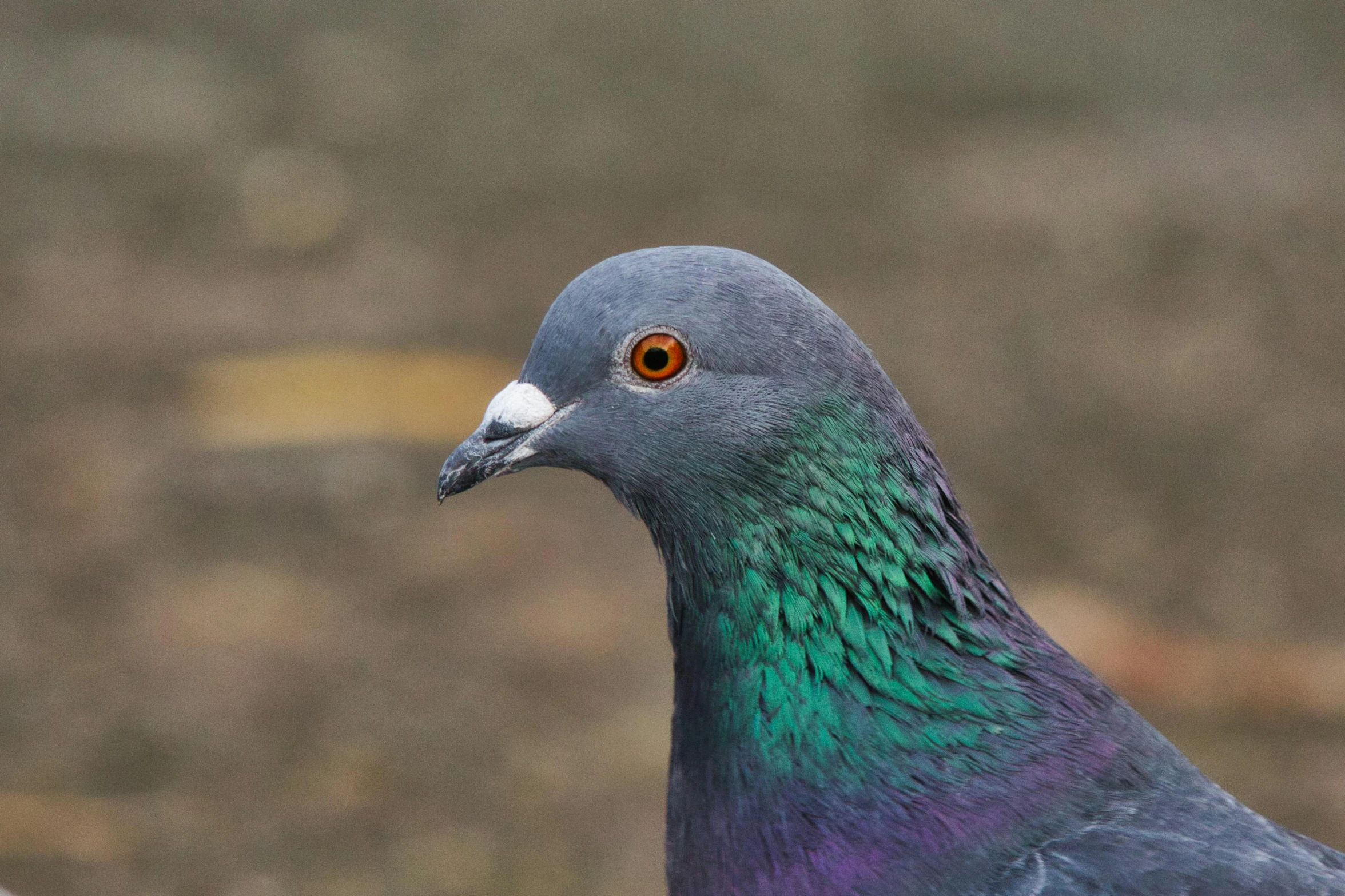 a close up of a pigeon on the ground, a portrait, pexels contest winner, photorealism, multicoloured, emerald, profile picture 1024px, grey