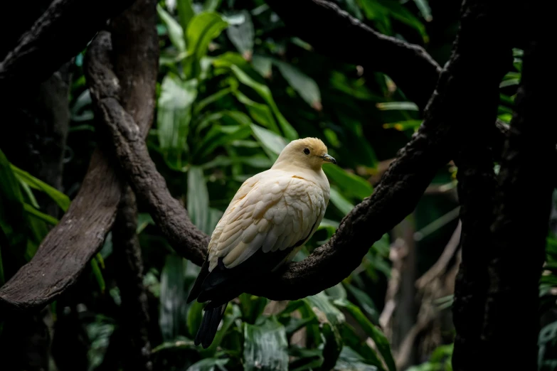 a white bird sitting on top of a tree branch, a portrait, pexels contest winner, hurufiyya, dove, in a jungle, yellowed, museum quality photo