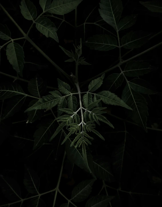 a fire hydrant sitting on top of a lush green forest, a picture, inspired by Elsa Bleda, glowing veins of white, against a deep black background, big leaves and stems, dark ambient album cover