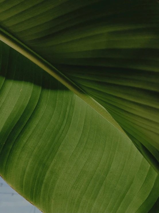 a close up of a banana leaf with a blue sky in the background, trending on unsplash, renaissance, background image, greens), low quality photo, alessio albi