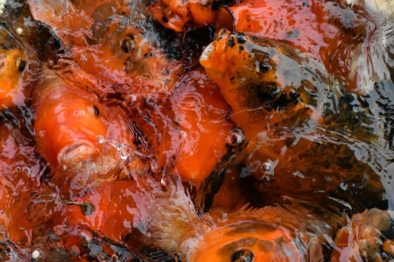 a bunch of fish that are in some water, by Jan Rustem, process art, bright orange camp fire, covered with liquid tar. dslr, reds, zoomed in