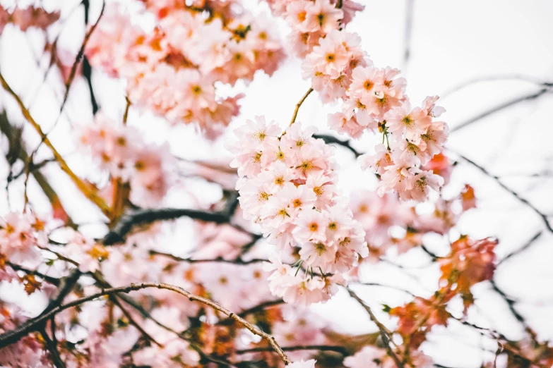 a bunch of pink flowers on a tree, by Carey Morris, trending on unsplash, 🚿🗝📝