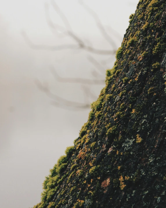 a close up of a tree trunk with moss on it, an album cover, trending on pexels, foggy environment, ((mist)), view from side, instagram post