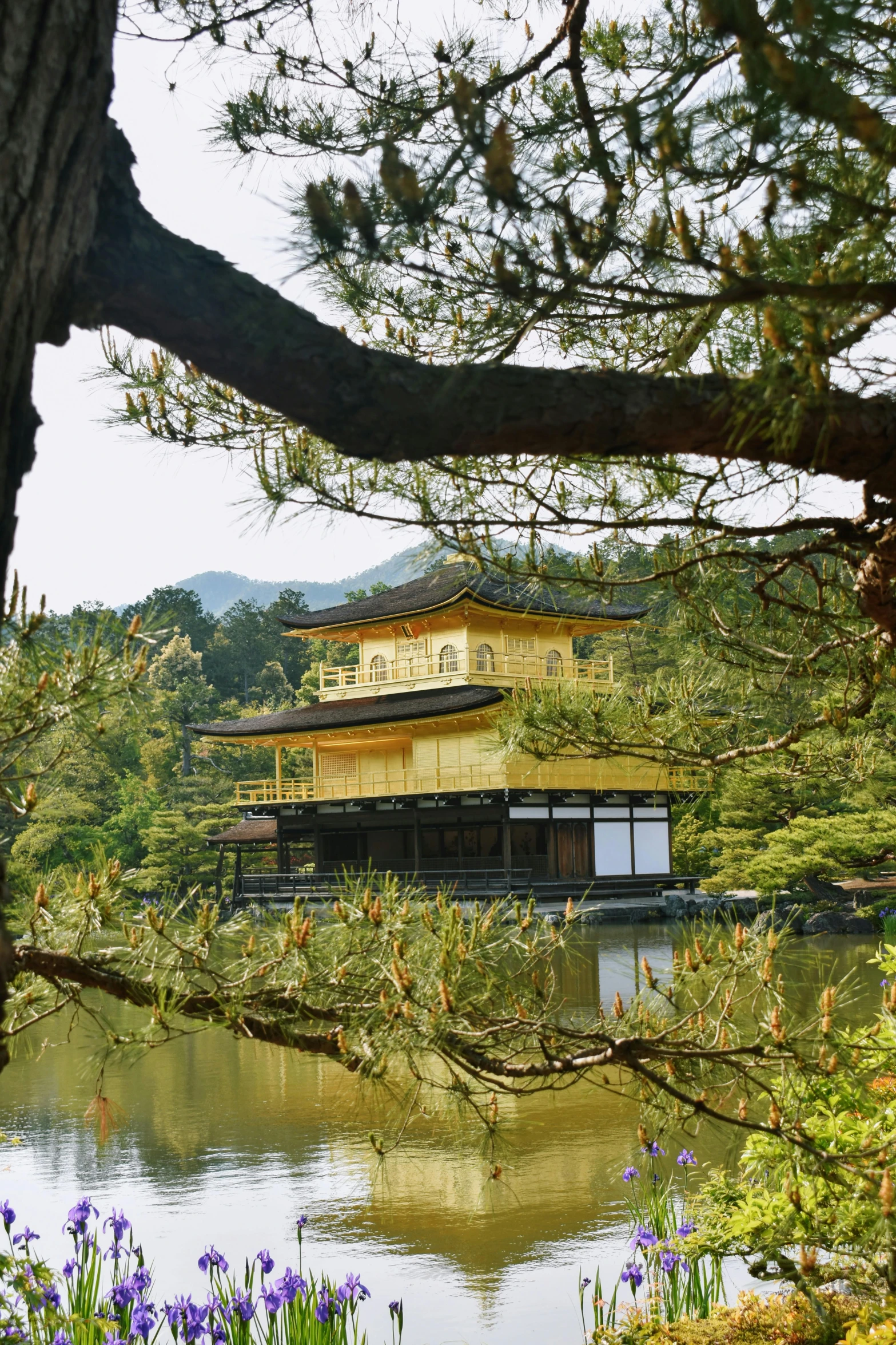 a tree that is next to a body of water, inspired by Kanō Shōsenin, shades of gold display naturally, pagodas on hills, exterior, square