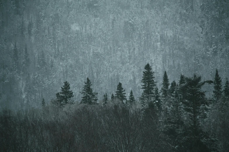 a group of trees that are standing in the snow, inspired by Elsa Bleda, unsplash contest winner, tonalism, mountain forest in background, dark grey, nordic folk, ((trees))