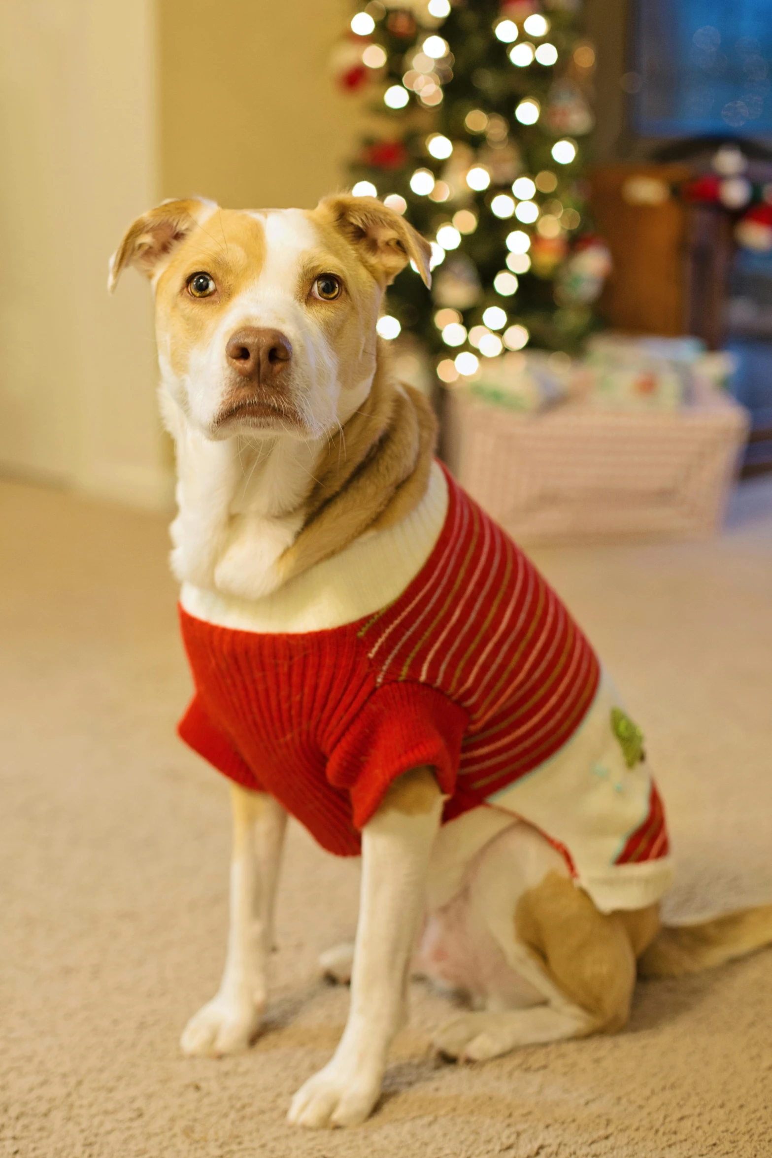 a dog wearing a sweater sitting in front of a christmas tree, wearing a dress, zoomed in, from the front, a bald