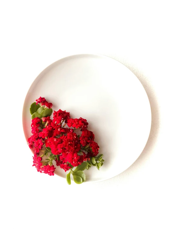 a white plate with red flowers on it, a digital rendering, unsplash, white backdrop, tasty, cast, profile pic