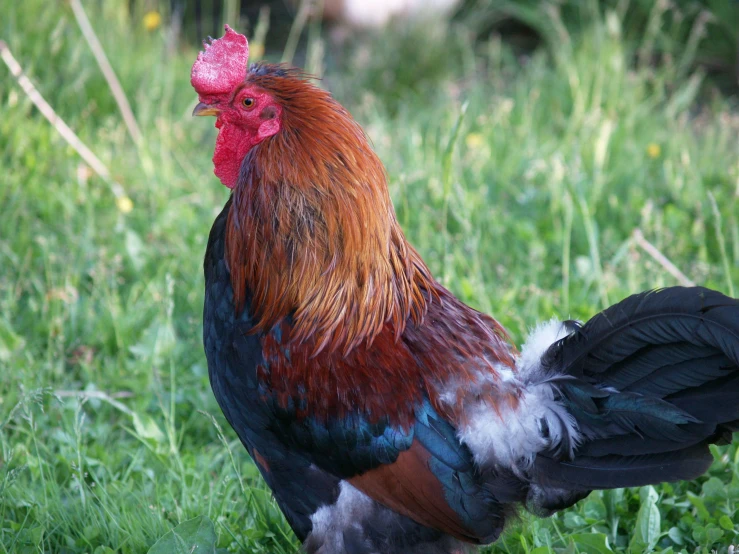 a rooster standing on top of a lush green field, pexels contest winner, renaissance, profile image, an afghan male type, arabella mistsplitter, highly polished