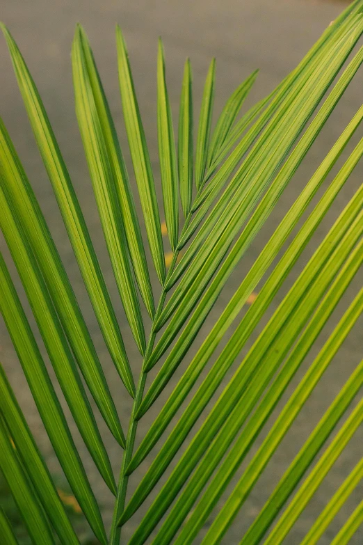 a close up of a palm leaf on a beach, by Jan Rustem, hurufiyya, detailed plants, indoor, green: 0.5, coconut palms