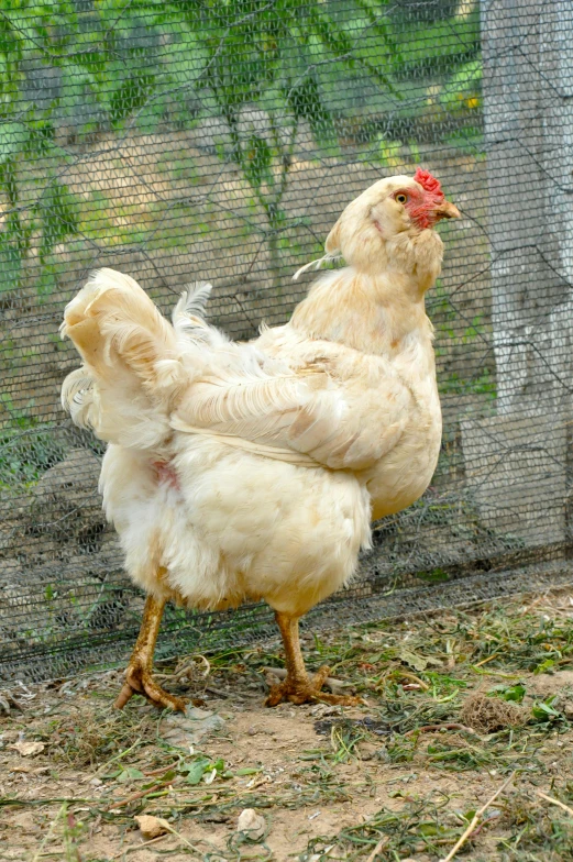 a couple of chickens that are standing in the dirt, extremely pale blond hair, on his hind legs, voluminous sleeves, doing a majestic pose