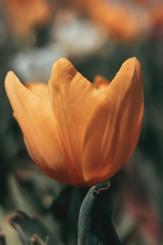 a close up of a flower with a blurry background, an album cover, unsplash, renaissance, tulip, orange tint, full frame image, gold