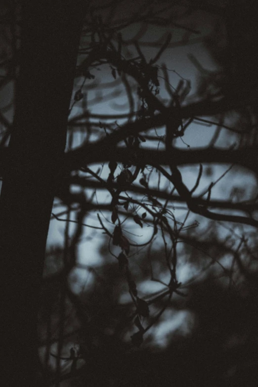 a full moon is seen through the branches of a tree, inspired by Elsa Bleda, unsplash, tonalism, scary pines, ((trees)), gothic aesthetic, dark portrait