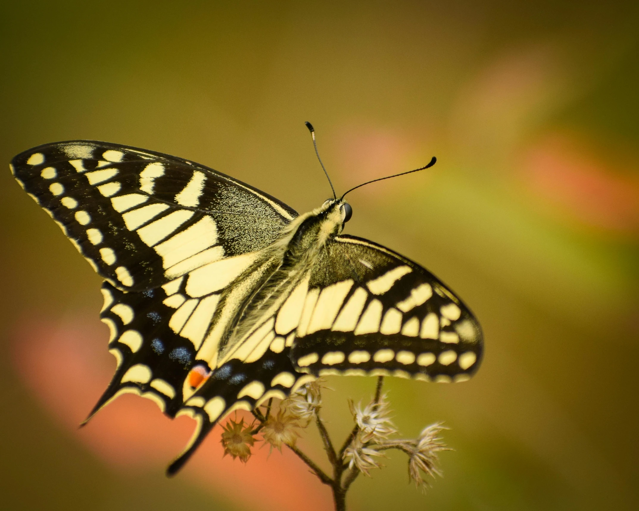 a close up of a butterfly on a flower, pexels contest winner, swallowtail butterflies, stretch, instagram post, soft golden light