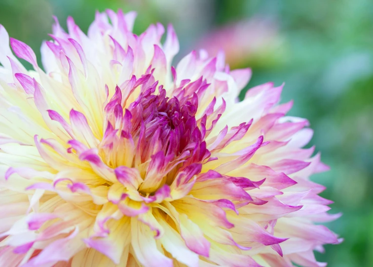 a close up of a pink and yellow flower, dahlias, multicoloured, cottagecore flower garden, glazed