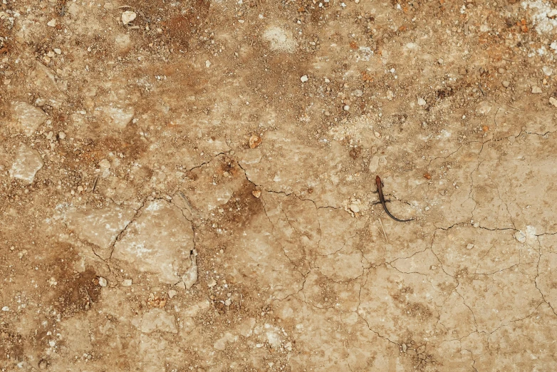 a bird that is sitting on the ground, an album cover, by Jan Kupecký, renaissance, 4 k seamless mud texture, background image, ants, marbled veins