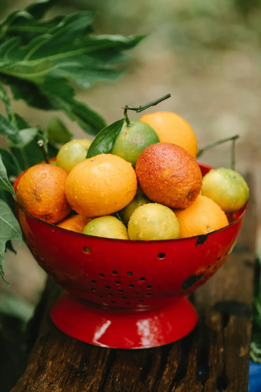a red colander filled with oranges and limes, lush nature, no cropping, award - winning, mango