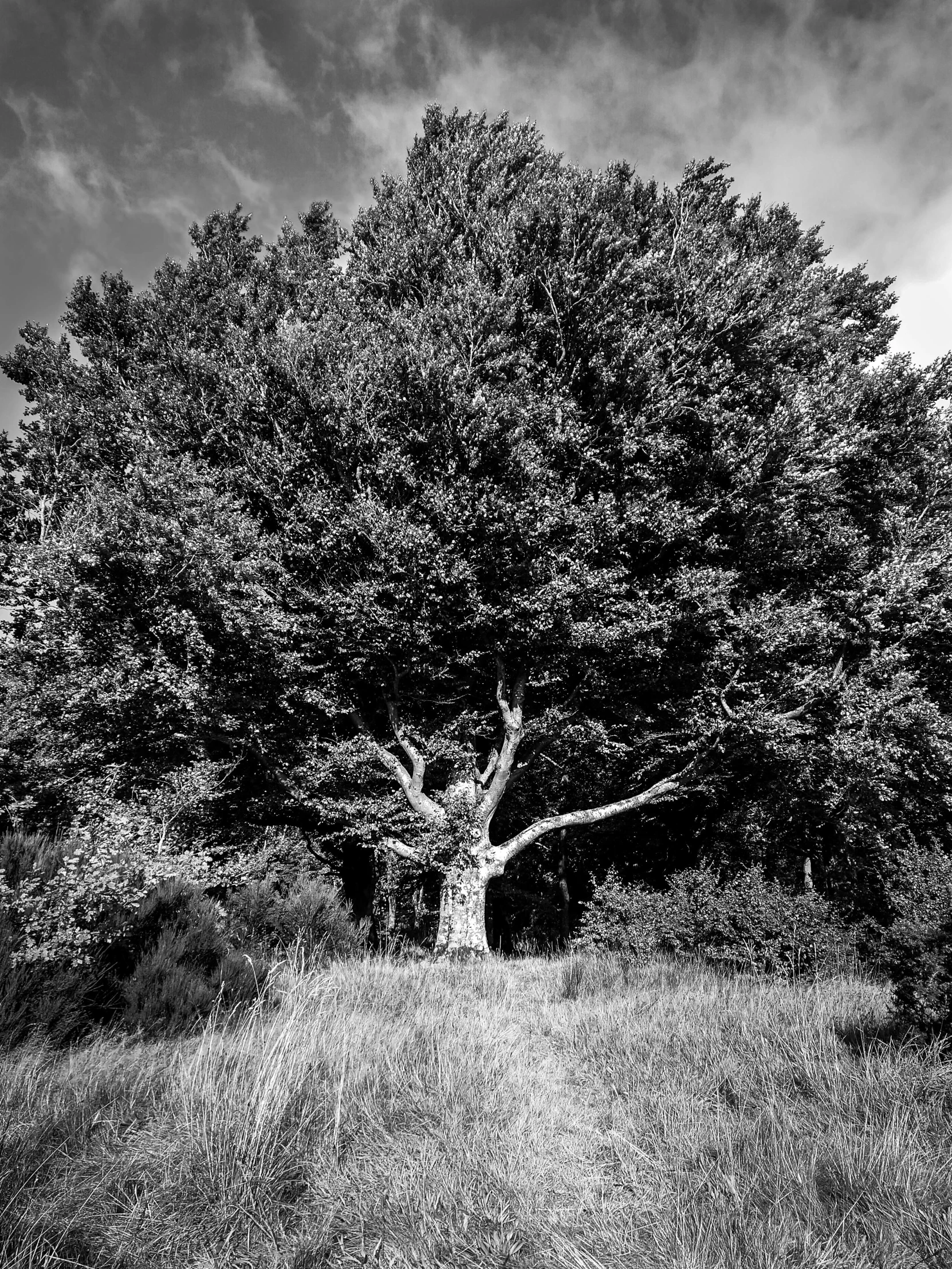 a black and white photo of a tree in a field, inspired by Peter Basch, in a woodland glade, big green tree, summer 2016, a wooden