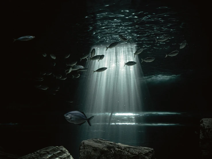 a group of fish swimming on top of a body of water, by Elsa Bleda, standing under a beam of light, peter guthrie, winning photograph, cavern