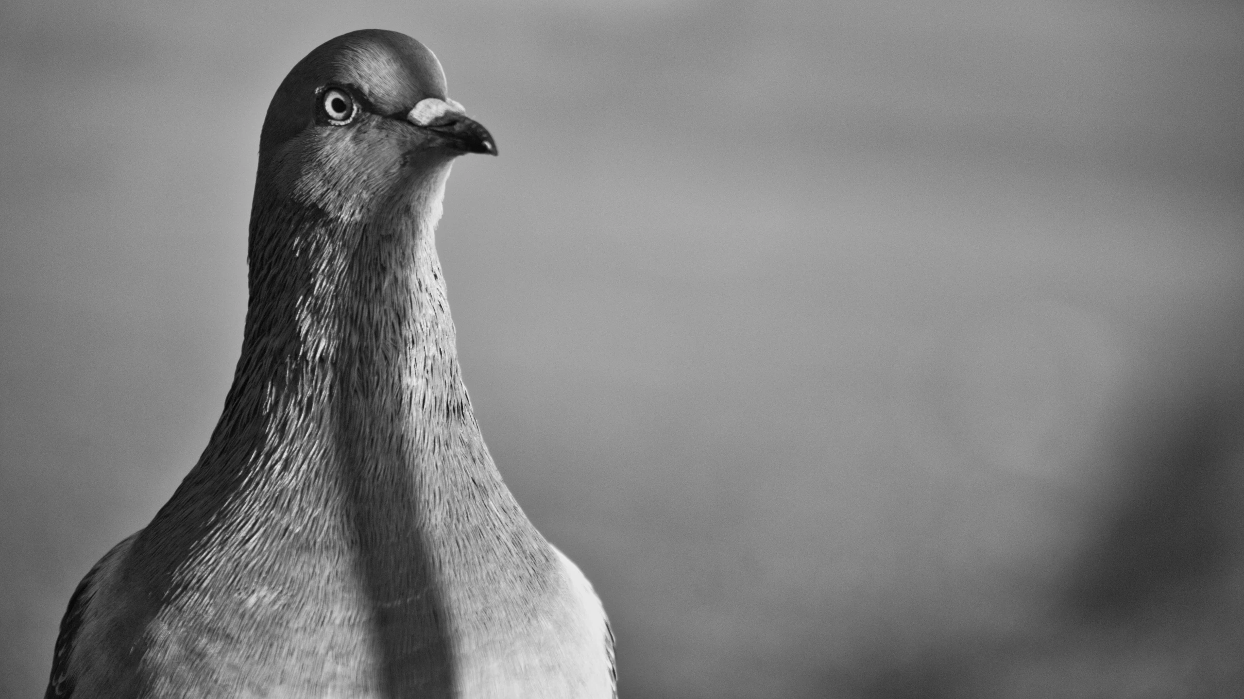 a black and white photo of a pigeon, by Jan Rustem, detailed medium format photo, taken at golden hour, detailed photograph high quality, blank stare