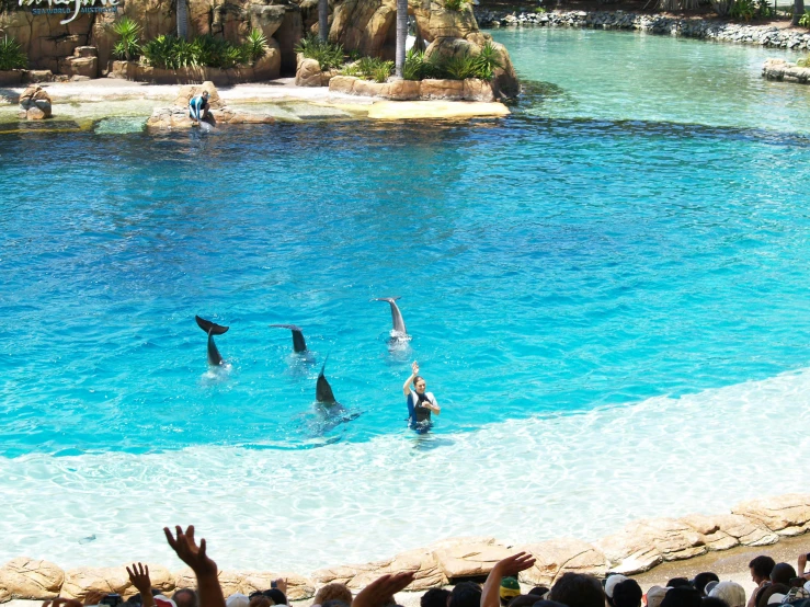 a group of people watching dolphins in a pool, sparkling cove, dreamworld, hands raised, no cropping