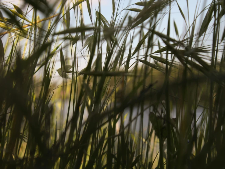 a field of tall grass next to a body of water, a picture, by Attila Meszlenyi, unsplash, visual art, extreme close - up shot, hd footage, cinematic shot ar 9:16 -n 6 -g, afternoon sunlight