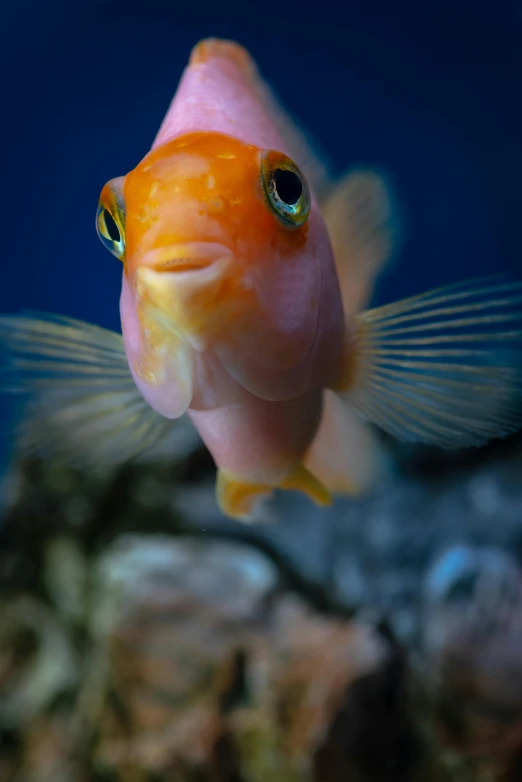 a close up of a fish in an aquarium, by Peter Churcher, flickr, square face, orange fluffy belly, paul barson, cute pout