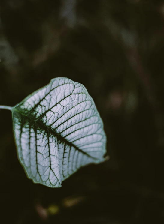 a close up of a leaf on a plant, unsplash, medium format. soft light, spooky photo, ignant, actual photo