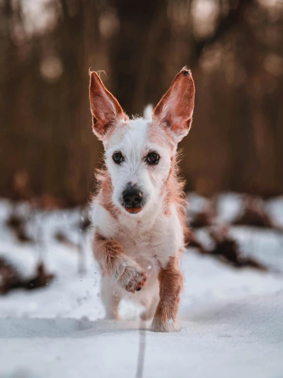 a small white and brown dog standing in the snow, inspired by Elke Vogelsang, pexels contest winner, photorealism, running freely, cold as ice! 🧊, fluffy ears and a long, a wooden