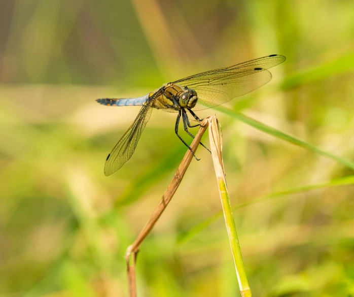 a dragonfly sitting on top of a blade of grass, by Andries Stock, pexels contest winner, hurufiyya, avatar image, canvas, small, high resolution image