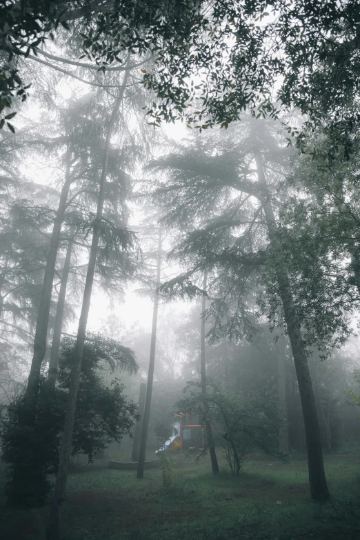 a person walking through a forest on a foggy day, cypresses, ((forest))