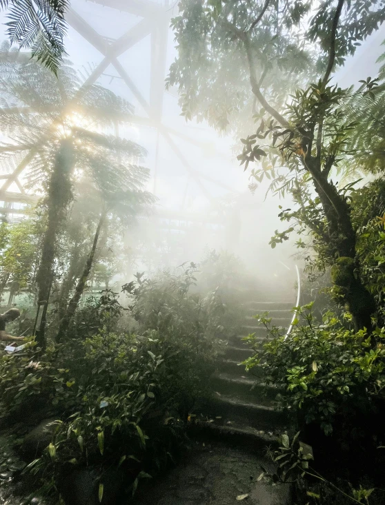 a forest filled with lots of trees and plants, inspired by Elsa Bleda, sumatraism, sweaty. steam in air, atrium, light grey mist, light coming from the entrance