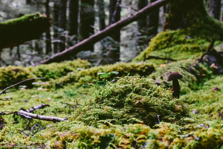 a forest filled with lots of green moss, unsplash, land art, fungal, fan favorite, forest picnic, shallow depth of fielf