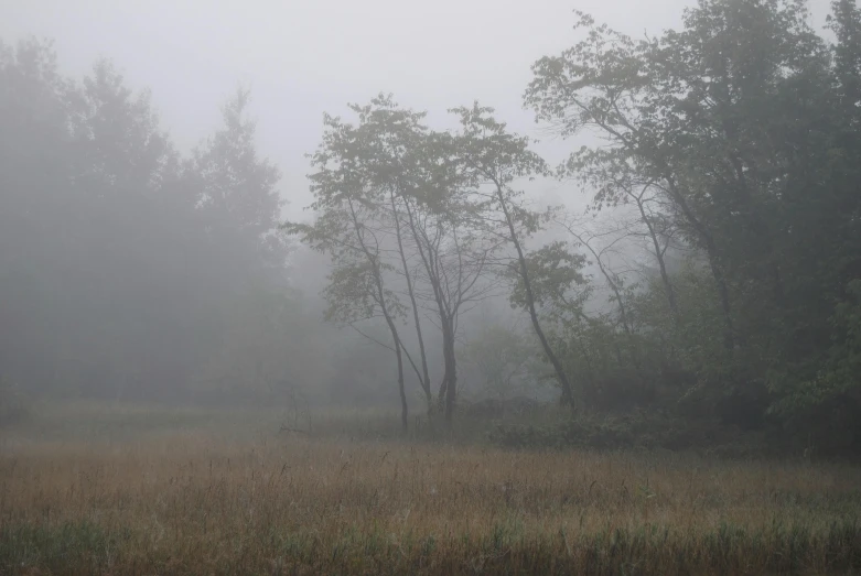 a field with tall grass and trees on a foggy day, by Jessie Algie, unsplash contest winner, eery dead swamp setting, grey, ground haze, autumn rain turkel