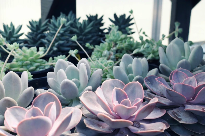 a close up of a bunch of succulents, by Jessie Algie, trending on unsplash, soft blue and pink tints, terrarium lounge area, facing away, they are all laying down