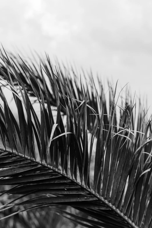 a black and white photo of a palm tree, inspired by Max Dupain, unsplash, process art, blade of grass, ( ( extreme detail ) ), tropical leaves, ( ( photograph ) )