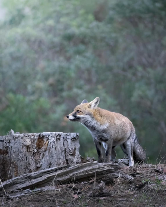 a fox standing on top of a tree stump, sitting on a log