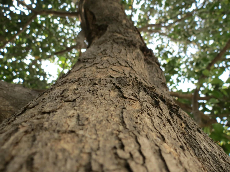 a close up view of the trunk of a tree, by Gwen Barnard, unsplash, hurufiyya, ground level camera view, huge ficus macrophylla, realistic depth, closeup 4k