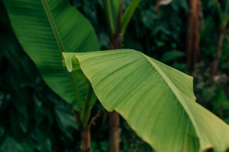 a close up of a leaf on a tree, trending on pexels, sumatraism, banana trees, background image, next to a plant, flattened