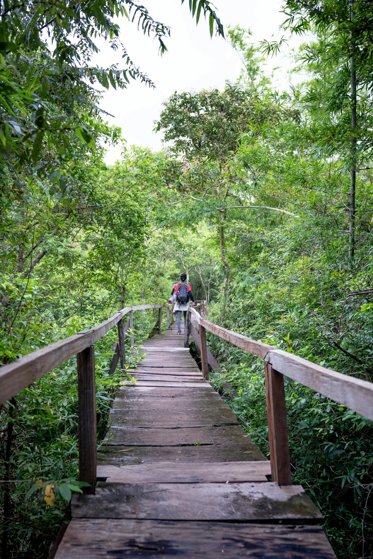 a man riding a bike across a wooden bridge, sumatraism, walking through the trees, steps leading down, wildscapes, back