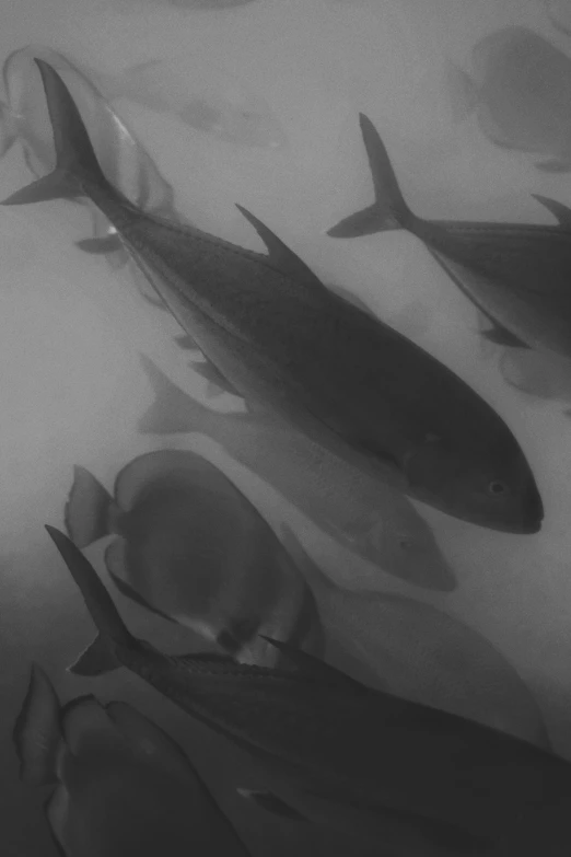 a group of fish swimming in the ocean, a black and white photo, inspired by Max Dupain, photorealism, video still, morning detail, matt rhodes, grisaille