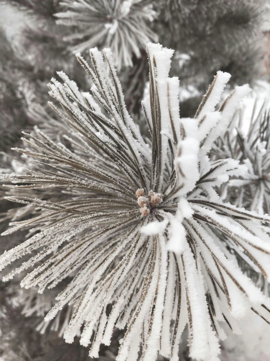 a close up of a pine tree covered in snow, a macro photograph, by Robbie Trevino, cold as ice! 🧊, grey, full frame image, with frozen flowers around her