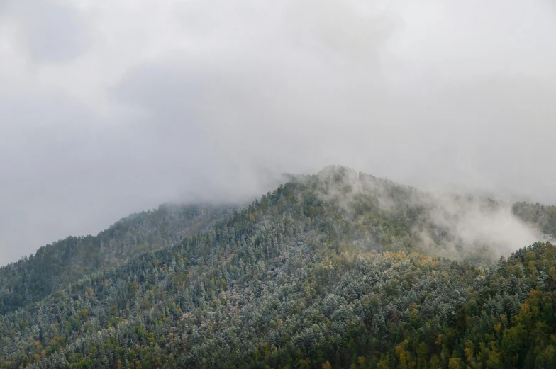 a herd of cattle grazing on top of a lush green hillside, by Dan Frazier, unsplash contest winner, hurufiyya, snowing in the forest, under a gray foggy sky, new hampshire mountain, panoramic shot