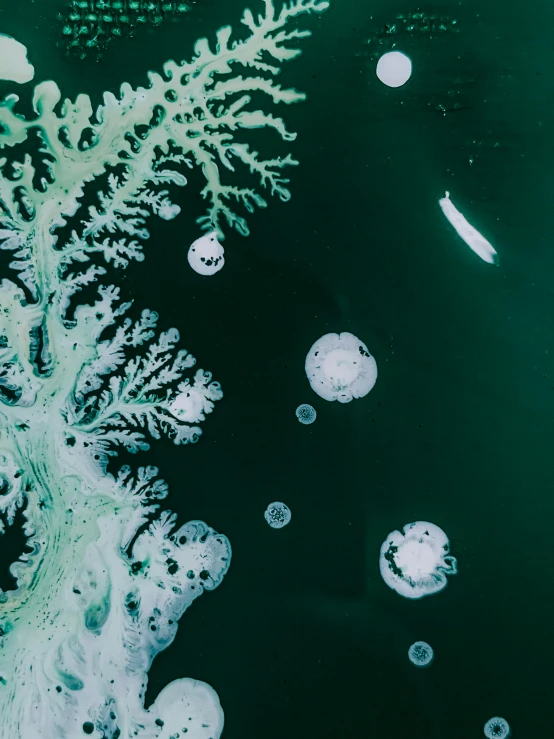 a group of bubbles floating on top of a body of water, a microscopic photo, unsplash contest winner, land art, melting in coral pattern, satelite imagery, two medium sized islands, full of greenish liquid