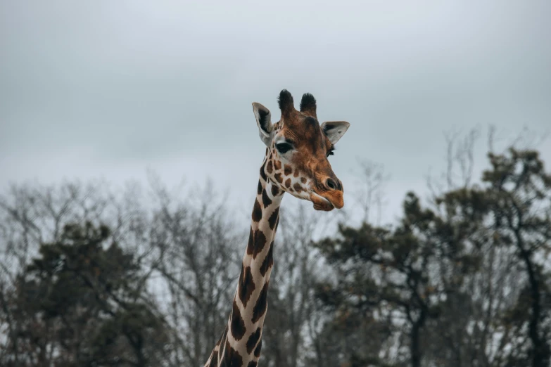 a close up of a giraffe with trees in the background, by Daniel Lieske, pexels contest winner, overcast weather, 🦩🪐🐞👩🏻🦳, tall thin, long neck